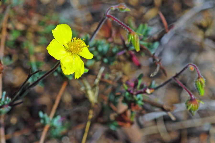 Fumana glauca da determinare